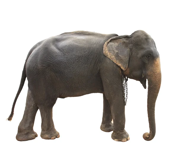 Vista lateral cuerpo completo del elefante tailandés de pie mostrar hermoso esquí —  Fotos de Stock
