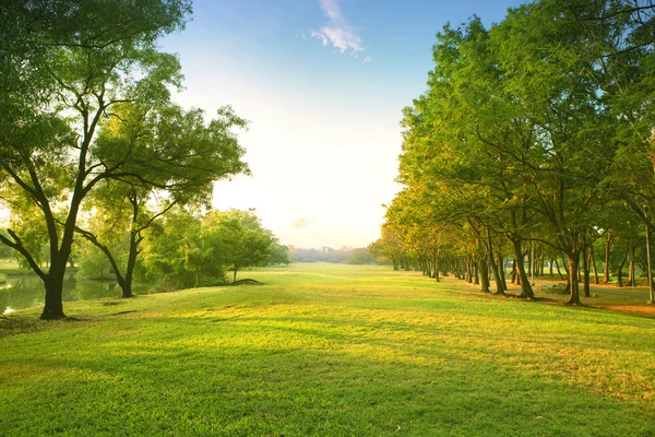 Hermosa luz de la mañana en el parque público con campo de hierba verde y — Foto de Stock