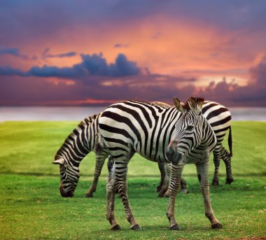 Wild zebra standing in green grass field against beautiful dusky clipart