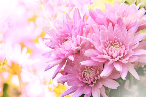 Roze gerbera bloemen boeket met onscherpe achtergrond en kopie spa — Stockfoto