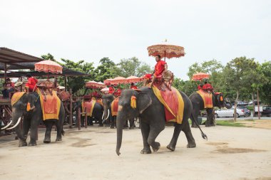 Ayuthaya-Tailandia-settembre 6: elefante per turista colto in sellaAyuthaya Tayland-Eylül 6: okuma sürme turist için fil