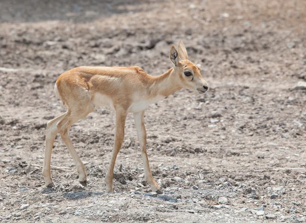 年幼的婴儿鹿在开放领域 — 图库照片