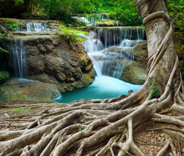 Banyan tree ve kireçtaşı şelaleler saflık derin orman n'i kullanın