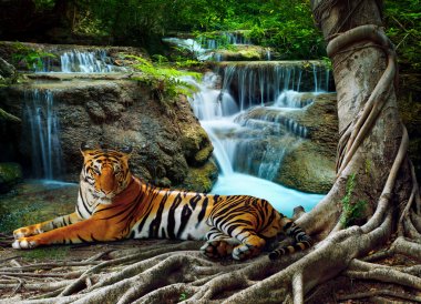 Indochina tiger lying with relaxing under banyantree against bea clipart