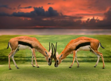 Two male thomson's gazelle fighting by horn in green grass field clipart