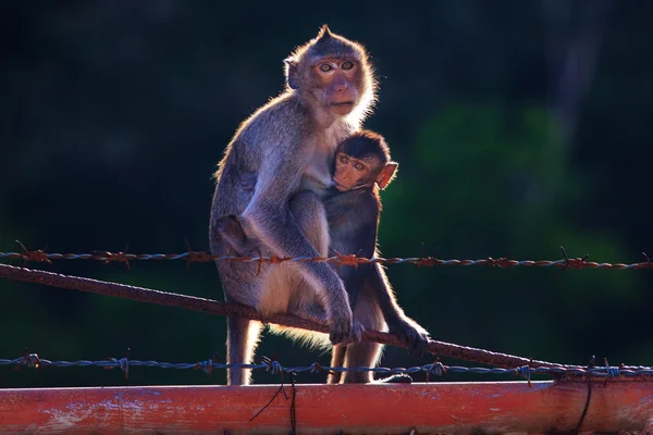 Maymun anne ve göğsünden süt içme ve nip oynayan bebek — Stok fotoğraf