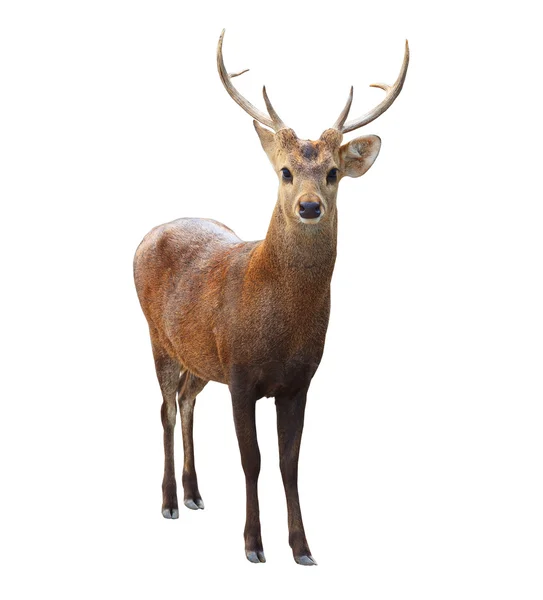 Portrait face of wilderness deer with beautiful horn isoalted wh — Stock Photo, Image