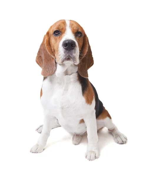 Beagle köpek yüz — Stok fotoğraf