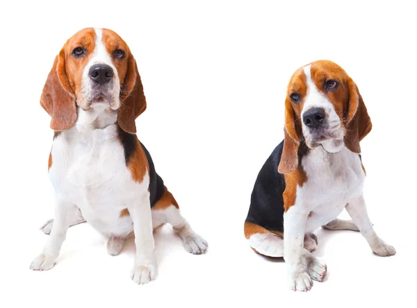 Två beagle hund sitter på vit bakgrund för djur och — Stockfoto