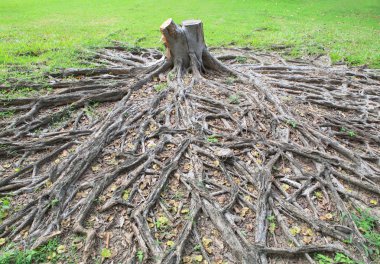 kesmek banyan tree güdük kök yeşil alanı ile öldü