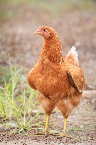 Brown hen chicken standing in field use for farm animals, livest — Stock Photo, Image