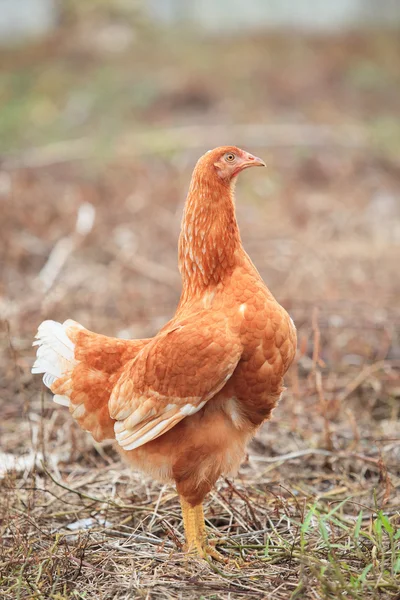 Brown hen chicken standing in field use for farm animals, livest — Stock Photo, Image