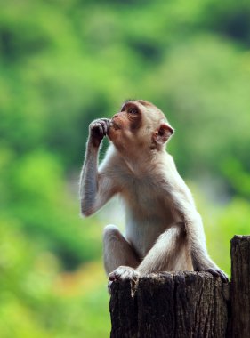 ağaç kütüğü üzerinde oturan ve üst için ileri seyir vahşi maymun
