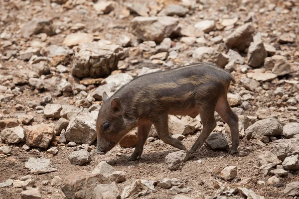 Javali selvagem, porco selvagem no campo — Fotografia de Stock