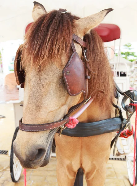 Close up face of working horse with eyes blind path — Stock Photo, Image