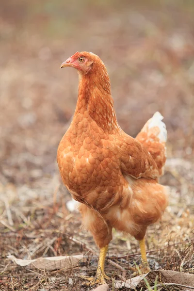 棕色母鸡鸡站在字段用于农场动物，活 — 图库照片