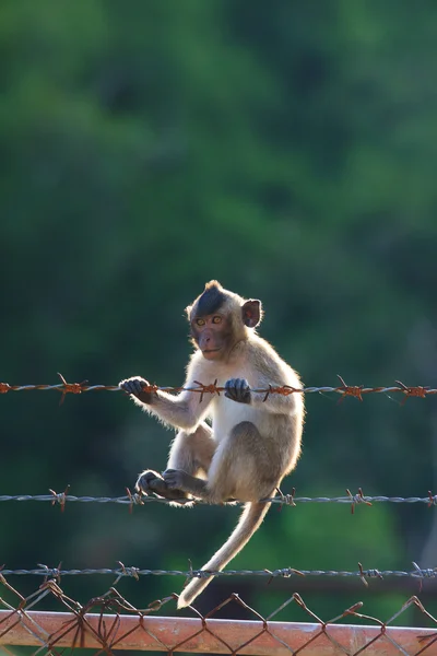 Kleine aap klimmen op stalen hek tegen onscherpe achtergrond — Stockfoto