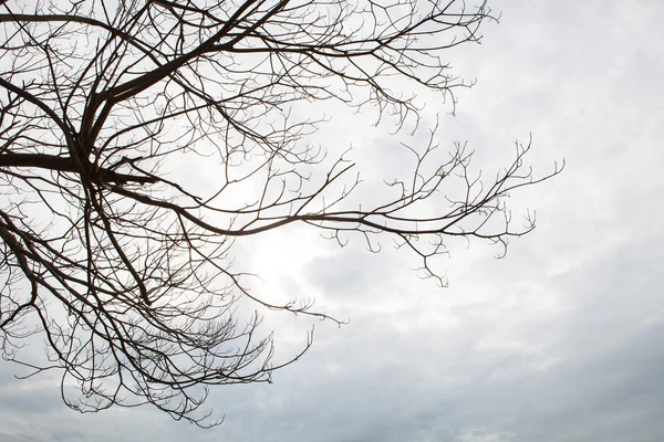 Kuru ağaç dalı çok amaçlı doğal b olarak bulutlu gün karþý — Stok fotoğraf