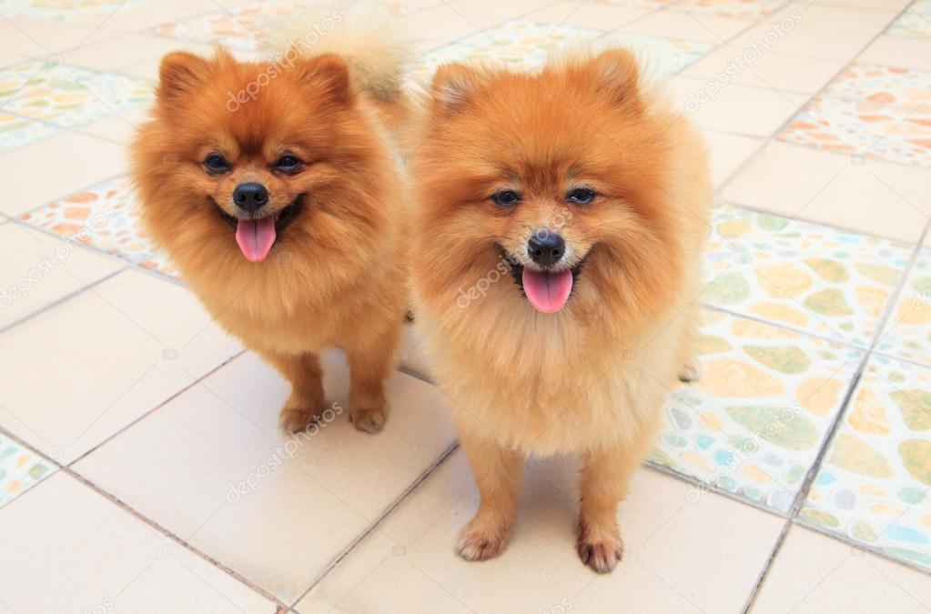 close up face of two male pomeranian dog standing and watching t
