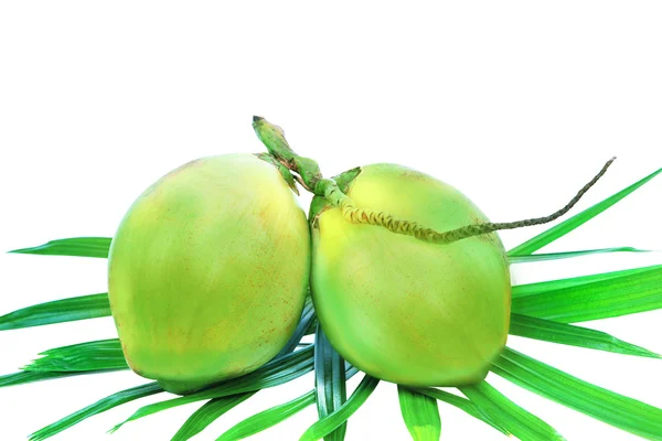 Manojo de cocos verdes en hojas de palma aislar blanco — Foto de Stock