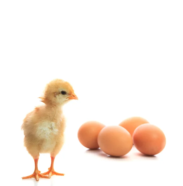 New born chick and eggs on white use for new beginning conceptio — Stock Photo, Image
