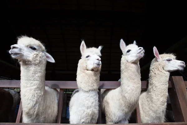 Wajah dari empat alpacas llama lucu di pertanian — Stok Foto