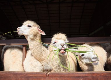Lama alpaka ruzi çim Haritayı alt toot yeme yüzünü kapatmak