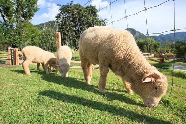 Merino-Schafe füttern im grünen Grasfeld der Farm — Stockfoto