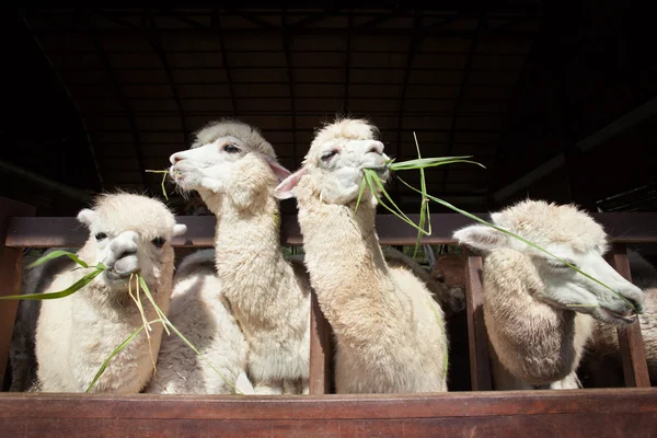 Llama alpacas eating ruzi grass in mouth rural ranch farm Royalty Free Stock Photos