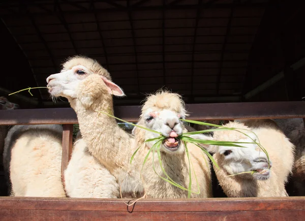 Close up face of llama alpacas eating ruzi grass show lower toot Stock Picture