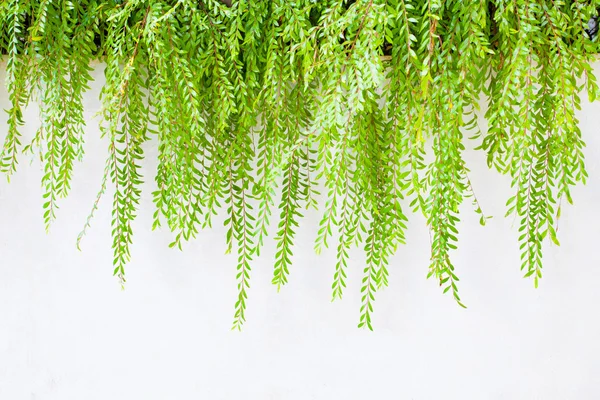 Green leaves on white wall use as background,backdrop — Stock Photo, Image