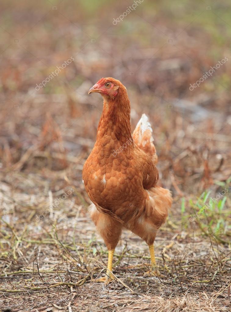 Brown hen chicken standing in field use for farm animals, livest Stock Photo by ©khunaspix 57016353 Brown hen chicken standing in field use for farm animals, livest Stock Photo by ©khunaspix 57016353