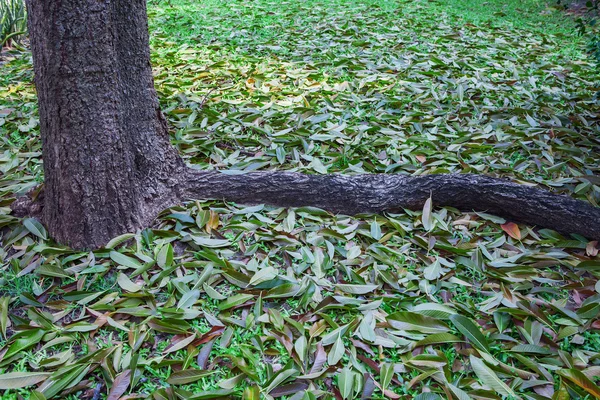 Folhas verdes caindo no chão — Fotografia de Stock
