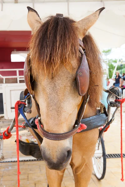 Close up face of working horse with eyes blind path — Stock Photo, Image