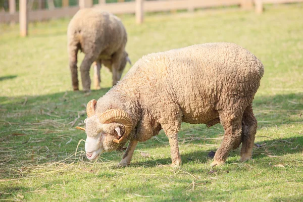 Cuerpo completo de ovejas merino macho alimentando pasto verde en rancho vivo — Foto de Stock