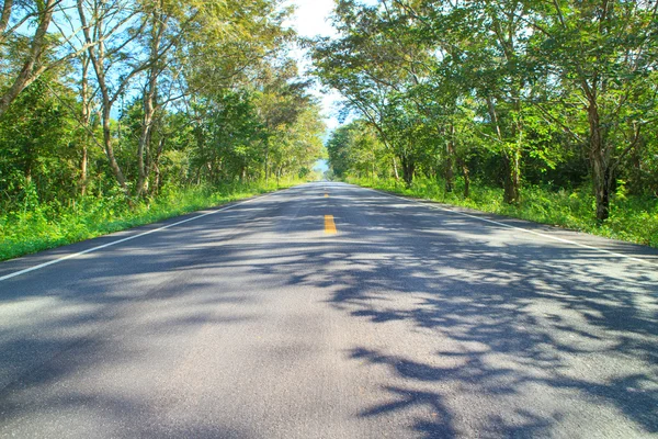 Asfalto strada prospettiva foresta — Foto Stock