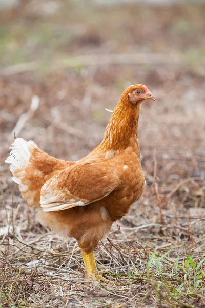 Kahverengi tavuk tavuk ayakta alanını kullanan çiftlik hayvanları, nefretten — Stok fotoğraf