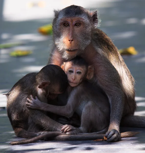 可爱的猴子家族在野外 — 图库照片