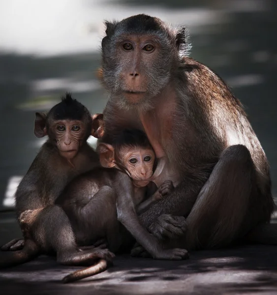 猴哥和牛奶从母亲怀中 — 图库照片