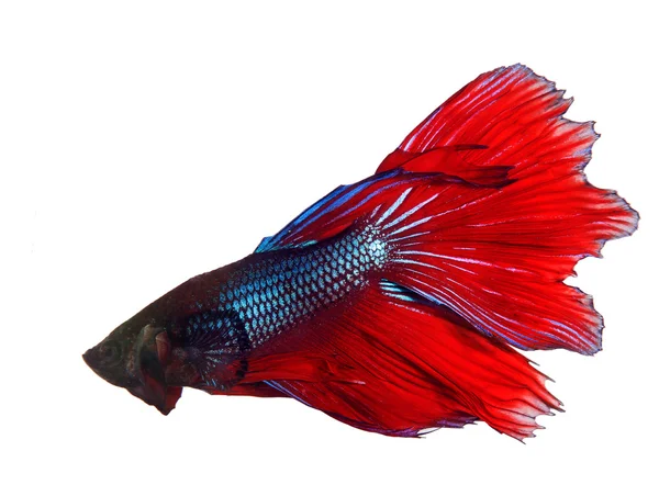 Thai red betta fighting fish top form isolated white background — Stock Photo, Image