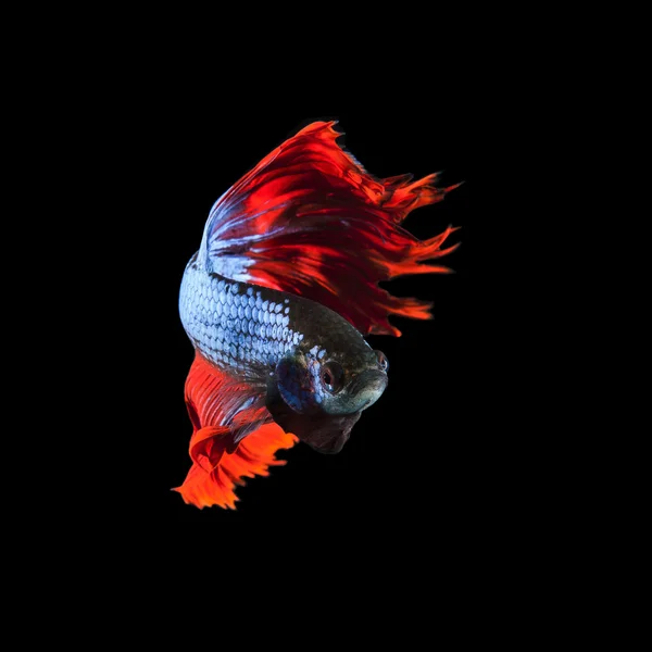 赤ひれシャム betta 魚体全体と美しいフィンの戦い — ストック写真