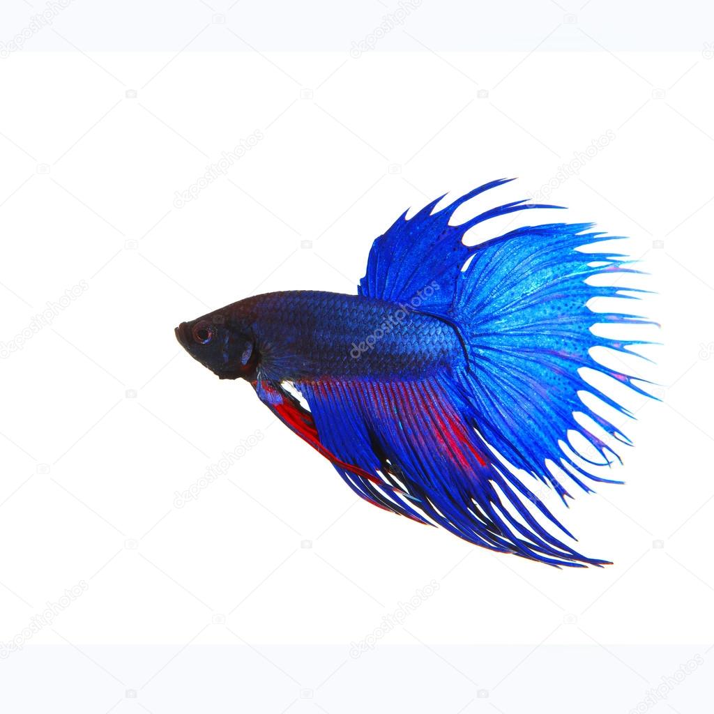 side view of beautiful blue crown tail siamese thai betta fighti