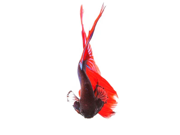 Nahaufnahme schöner roter Schwanz thailändischer siamesischer Kampffisch Beta — Stockfoto