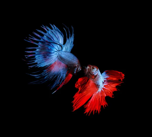 Red and blue betta fighting fish top form preparing to fight iso — Stock Photo, Image
