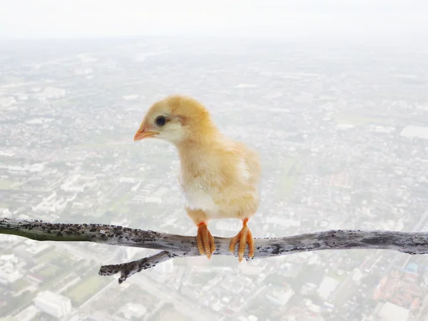 Baby chick kids perching on dry tree branch isolated white backg — Stock Photo, Image