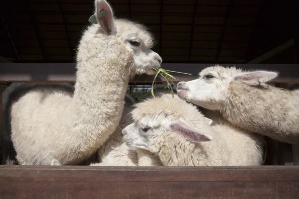 Llama alpacas comer ruzi grama na boca fazenda rural — Fotografia de Stock