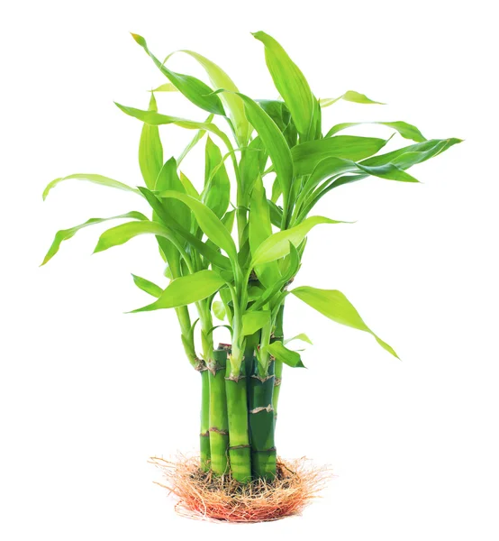 Crescita verde belle foglie di nastro dracaena, Lucky bambo — Foto Stock