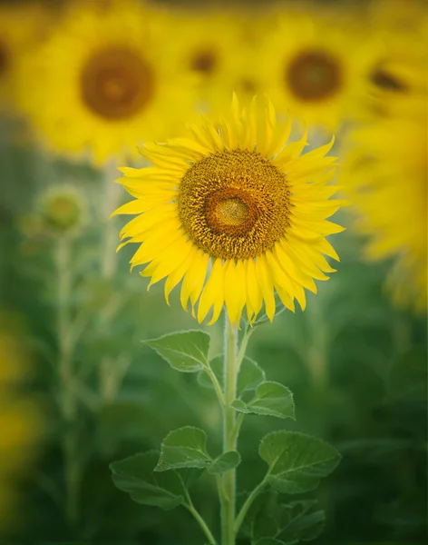 Närbild av vackra solrosor kronblad i blommor frild w — Stockfoto