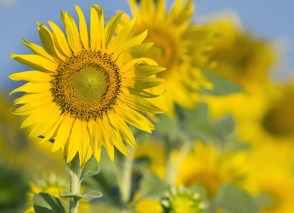 Närbild på vackra solrosor kronblad i blommor frild med cop — Stockfoto