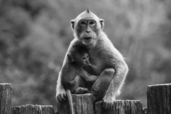 Monkey mother and baby drinking milk from breast and playing nipple — Stock Photo, Image